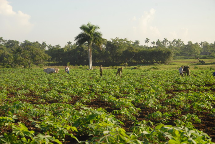 Camagüey´s farmers apply science and technique in the planting of cold
