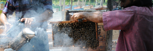 Favorable y sostenido acopio de miel en Camagüey