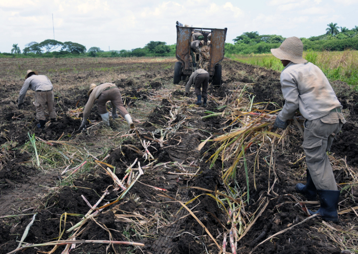 Colas para cortar caña en Cuba