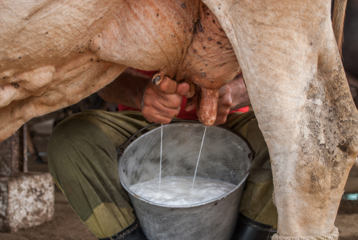 Buscan mejoras en suministros agropecuarios en Camagüey 