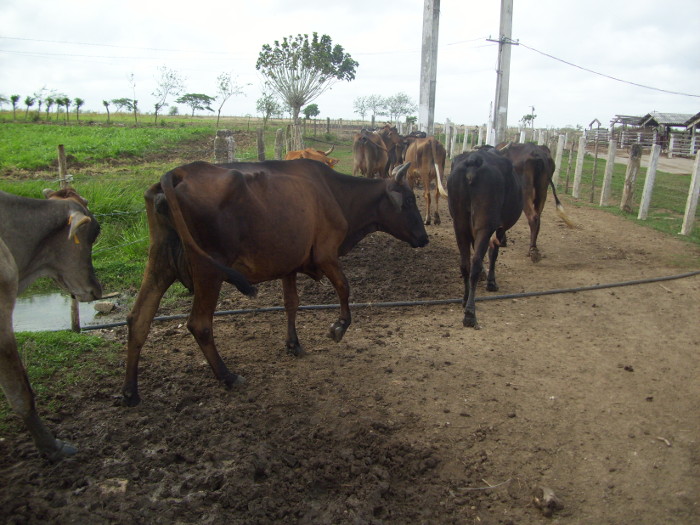 Foto: Otilio Rivero Delgado/ Adelante/ Archivo