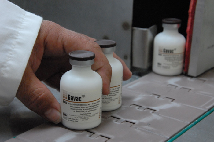 CIGB, uno de los principales exportadores en Camagüey, con la vacuna Gavac contra la garrapata Rhipicephalus (boophilus) microplus del ganado bovino Foto: Otilio Rivero Delgado/ Adelante/ Archivo