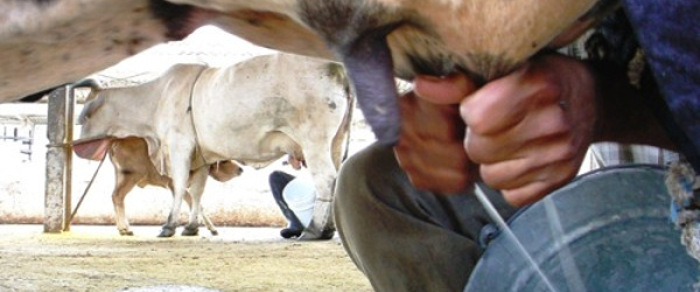 Ochenta y cuatro millones de litros de leche es la meta