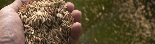 Variables para el crecimiento del grano