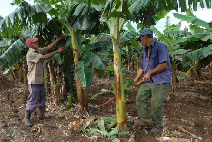 Committed Agriculture in Camagüey with the greatest productive challenges