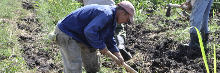 Acuerdo de cooperación beneficiará producciones pecuaria y azucarera en Cuba 