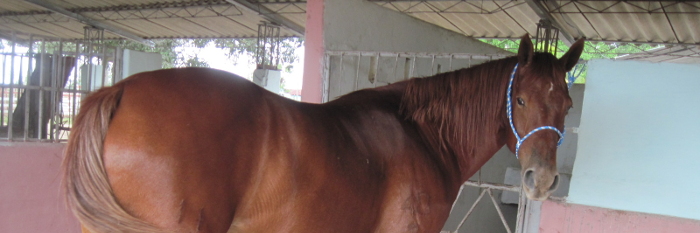 El Renacer de los caballos