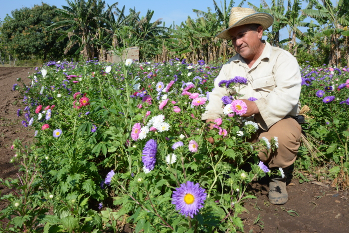 ¿Y las flores dónde están?