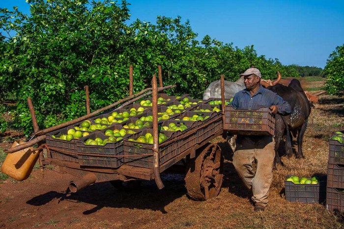 Cuba at Tropic Face to Preserve Citrus Fruits