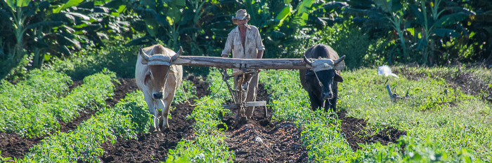 Para conservar los suelos cubanos, nuevos proyectos de investigación 
