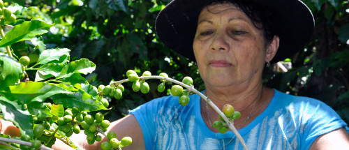 Se destacan campesinos camagüeyanos en el país