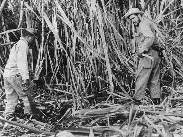 Foto: Tomada de .cubahora.cu El Che y la profecía azucarera