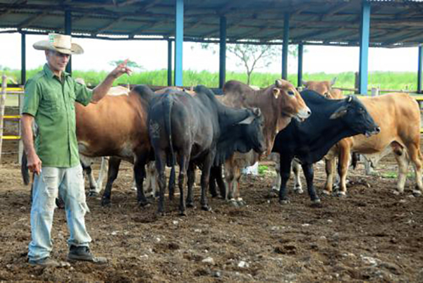 Foto: Orlando Durán Hernández /Adelante/Archivo Camagüey muestra índices de recuperación ganadera