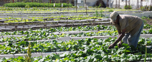 Camagüey prepara terrenos para resiembra de cultivos varios
