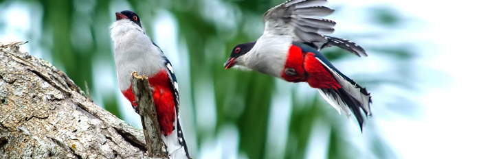 En buen estado de conservación áreas protegidas de Camagüey