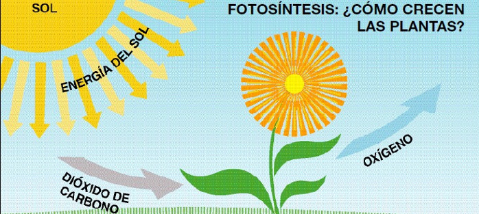 Un acercamiento al sol, luego de la tormenta