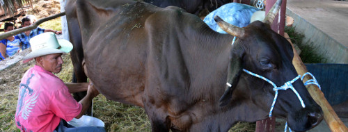 Zafra lechera del 2018 en Camagüey tiene altas pretensiones