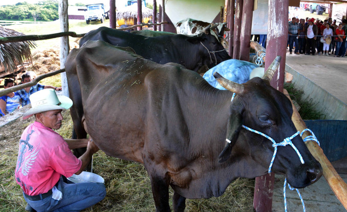 Foto: Rodolfo Blanco Cué/ACN Zafra lechera del 2018 en Camagüey tiene altas pretensiones