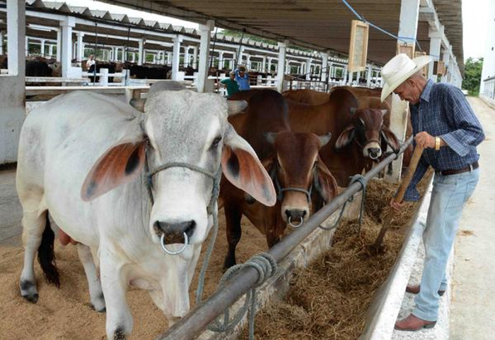 El Macho Vacuno at the head of the cattle development in Camaguey