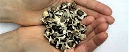 Semillas de Moringa y arena para nuevo filtro de agua