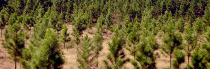 Forestales camagüeyanos por incrementar bosques