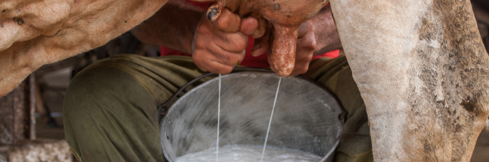 Probados beneficios del mejoramiento genético en la ganadería en Guáimaro