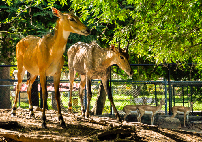 Foto: Otilio Rivero Delgado/ Adelante/ Archivo La fauna entre los personajes camagüeyanos
