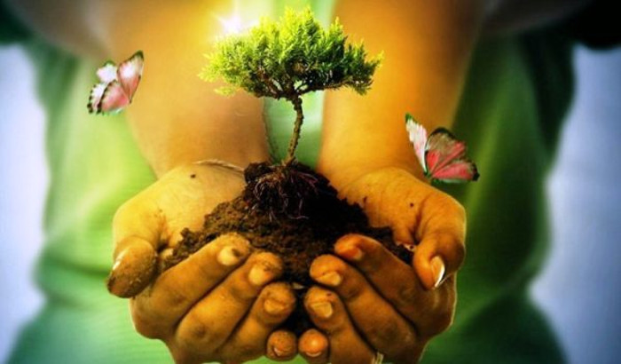 Camagüey will have a Butterfly Park