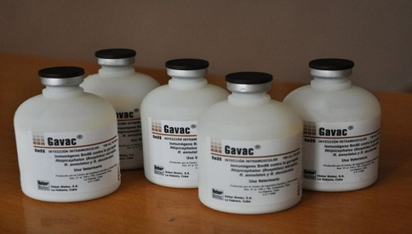 De Gavac, vacuna recombinante antigarrapaticida, han facturado un millón y medio de dosis hasta este mes de julio, poco más de la mitad del plan del año. Foto: Archivo Producción biotecnológica agropecuaria de alta calidad en Camagüey