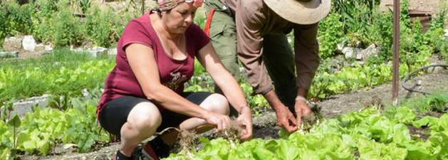 Comunidad camagüeyana de Altagracia con buenas prácticas agrícolas