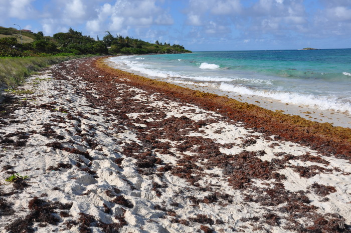 La limpieza manual de las plantas muertas que se acumulan en las orillas es una de las acciones a cumplir con mayor responsabilidad, pues en algunas zonas aún se observan métodos inadecuados para la extracción de esos residuos. Foto: Tomada de www.ipsnoticias.net Por un manejo adecuado de pastos marinos en Camagüey