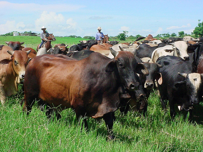Implemented cooperation programs for the agricultural development in Guáimaro