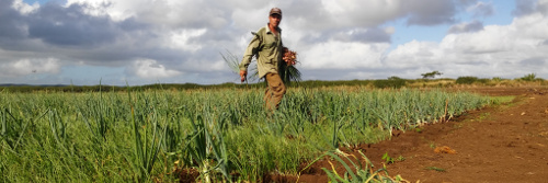 Extienden prácticas agroecológicas campesinos camagüeyanos