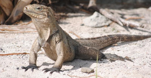 Cayo Caguama se protege naturaleza