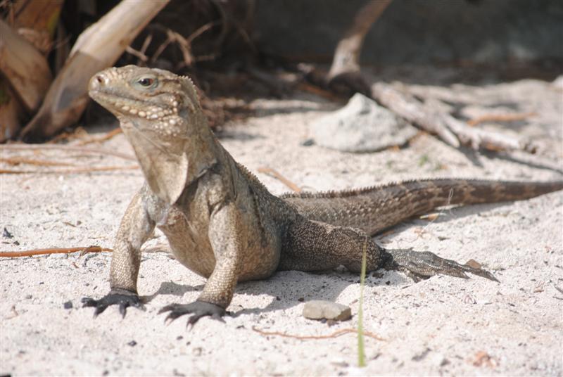 Foto: Tomada de radiosantacruz.icrt.cu Cayo Caguama se protege naturaleza