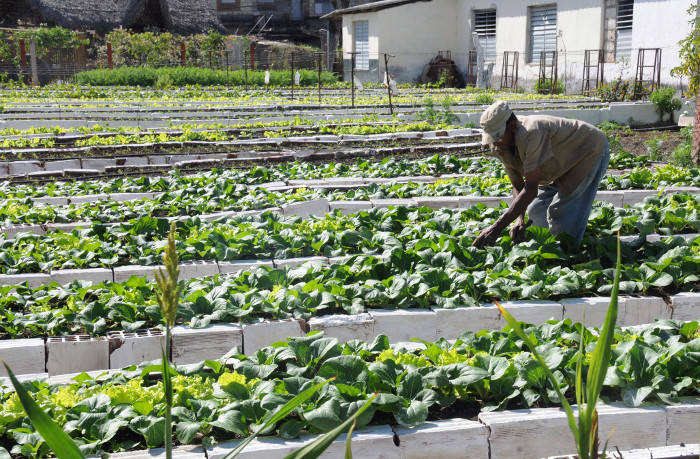 Alimentación del pueblo, premisa fundamental en Sierra de Cubitas