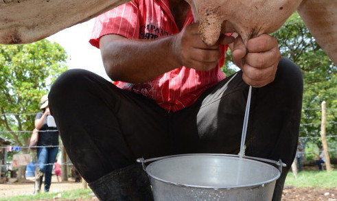 Segunda cooperativa camagüeyana supera el millón de litros de leche