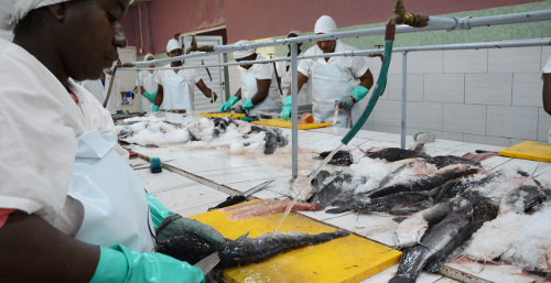 La pesca tiene su Estrella