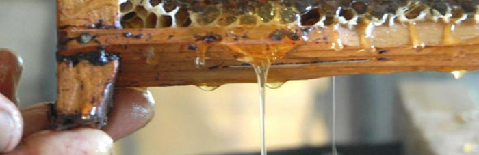 Mayor exportación de miel de abejas en Camagüey
