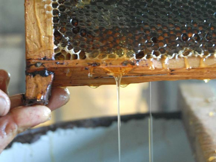 La miel de abejas se expende a la población en un punto de venta situado en el Mercado de la céntrica calle Cisneros, y en ferias de los municipios con gran aceptación por las propiedades nutritivas y medicinales que posee. Foto: Archivo Mayor exportación de miel de abejas en Camagüey
