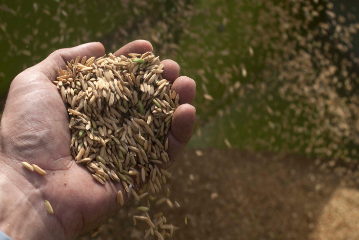 Foto: Leandro Pérez Pérez/ Adelante/ Archivo Arroz y frijoles en mejoramiento genético