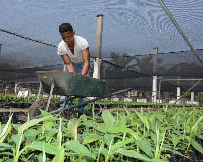 To the sale young plants of high genetic potential of the Camagüey´s Bio-factory
