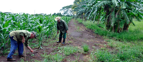 Campesinos del municipio de Minas  impulsan la  producción de alimentos