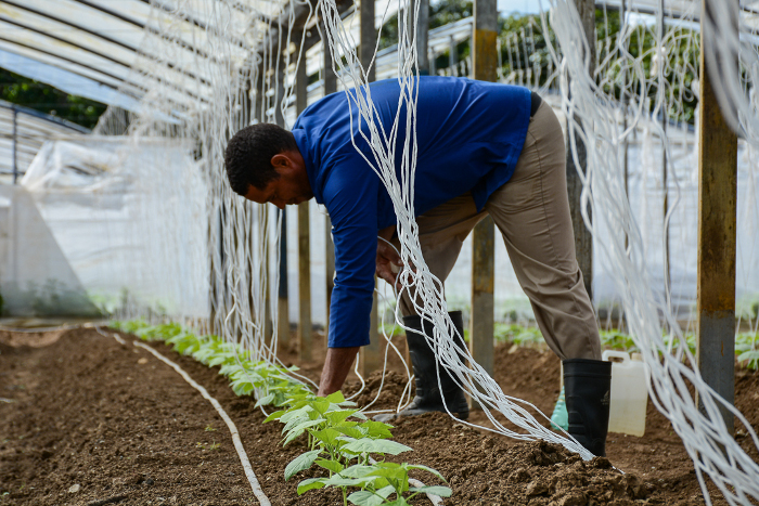 Houses of protected croops from Nuevitas produce in the direction of the tourism 