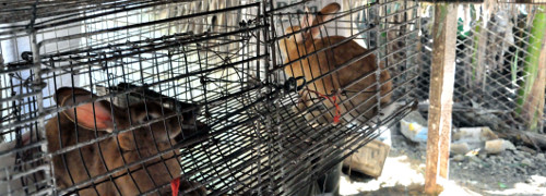 Incrementan obtención de carne de conejo en Santa Cruz del Sur 