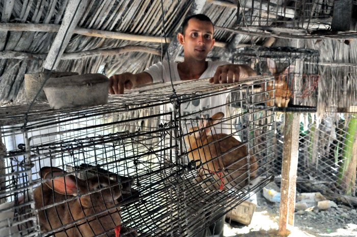 Incrementan obtención de carne de conejo en Santa Cruz del Sur 