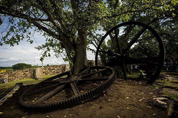 La rueda dentada encarcelada en un jagüey forma parte de las ruinas del Ingenio La Demajagua. Foto: Irene Pérez/Cubadebate.