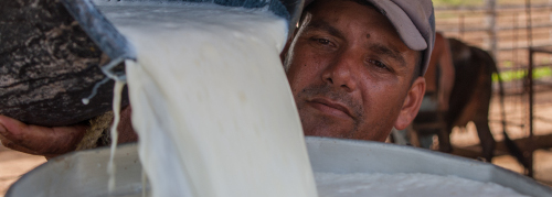 Cooperativa de Santa Cruz del Sur sobrecumple plan de producción de leche
