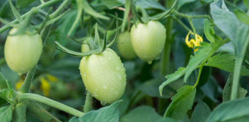 Campesinos de Nuevitas se preparan para siembra del tomate
