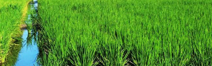 Contribuyen al ahorro del agua en cultivo del arroz en Camagüey